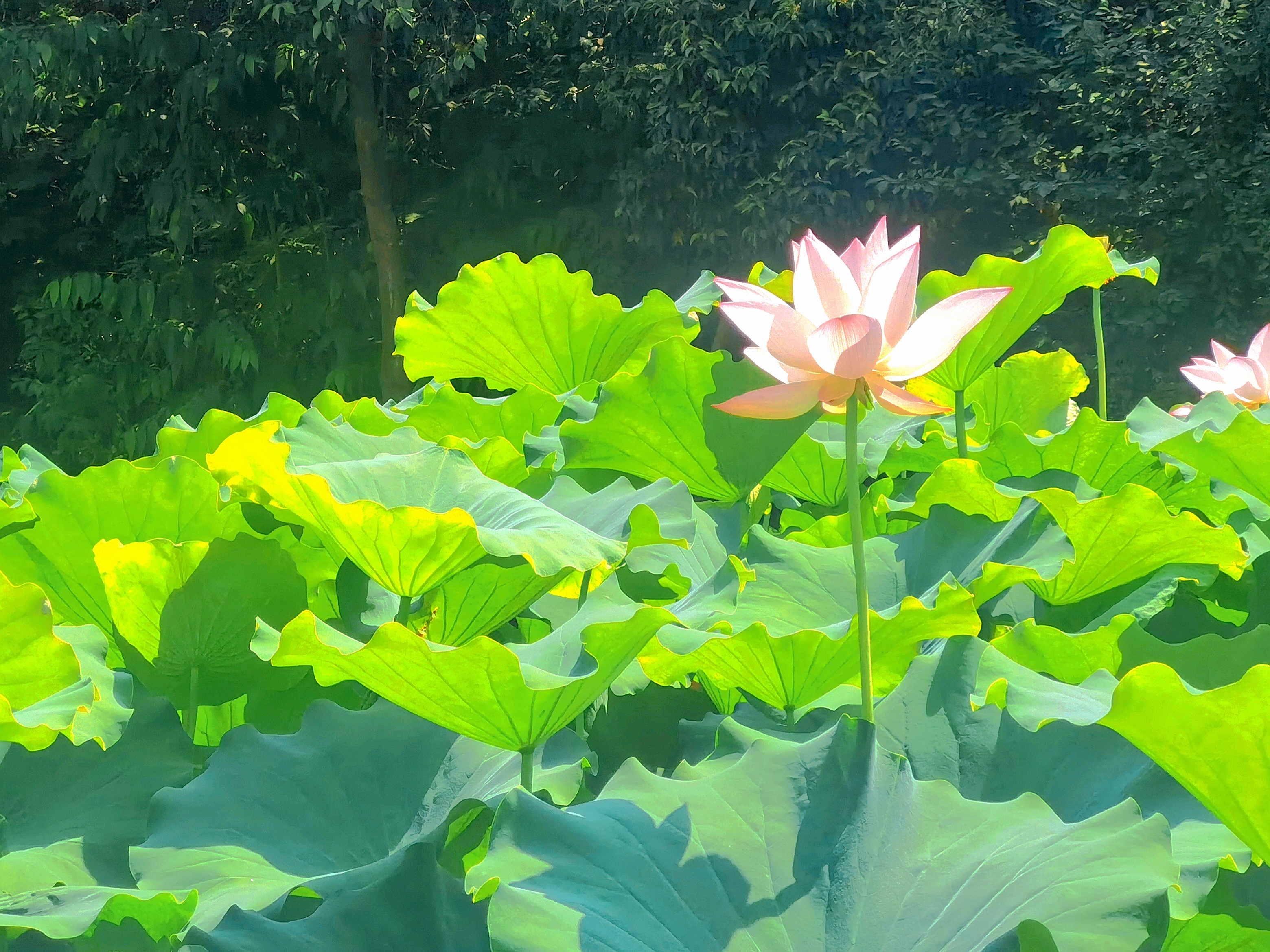 清荷映廉心—陕煤地质一九四公司刘颖摄（画面中，粉荷在翠叶间亭亭玉立，如同女职工坚守廉洁初心，以清朗之姿投身工作。这幅作品将自然之美与清廉精神交融，愿观者透过清荷，感悟 “清正在德，廉洁在志”，让廉洁文化如荷香浸润心田，以清正之姿绽放巾帼风采，为清廉建设增添一抹色彩 。）.jpg